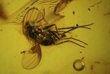 Detailed Fossil Fly (Diptera) In Baltic Amber #84583-2